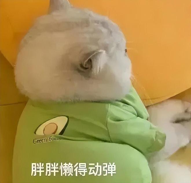 女装走光的他是真疯了还是向家缺钱了瓦力游戏向佐怎么癫成这样？穿深V(图13)